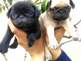 Harika Güzellikte Gül Kuyruk Basık Burun Pug Yavrular