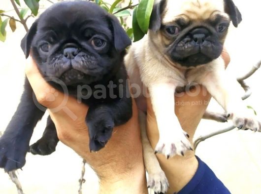 Harika Güzellikte Gül Kuyruk Basık Burun Pug Yavrular görsel