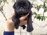 Harika Güzellikte Gül Kuyruk Basık Burun Pug Yavrular