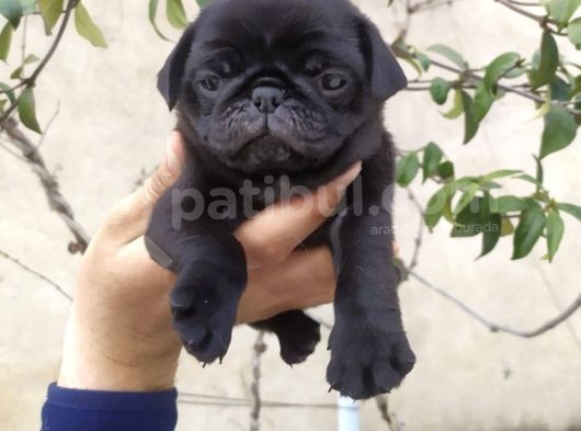 Harika Güzellikte Gül Kuyruk Basık Burun Pug Yavrular görsel