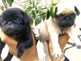 Harika Güzellikte Gül Kuyruk Basık Burun Pug Yavrular