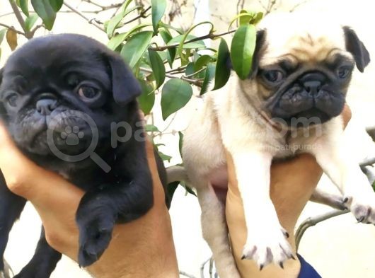 Harika Güzellikte Gül Kuyruk Basık Burun Pug Yavrular görsel