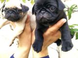 Harika Güzellikte Gül Kuyruk Basık Burun Pug Yavrular