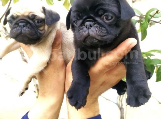 Harika Güzellikte Gül Kuyruk Basık Burun Pug Yavrular görsel