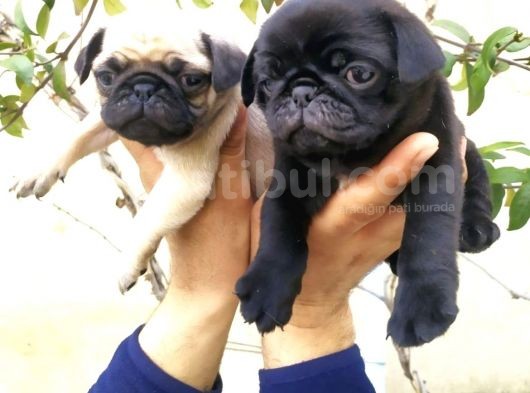 Harika Güzellikte Gül Kuyruk Basık Burun Pug Yavrular