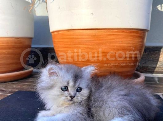 Bal Tatlısı Yavrular