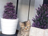 Bal Tatlısı Yavrular