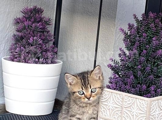 Bal Tatlısı Yavrular görsel
