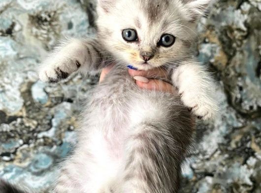 Bal Tatlısı Yavrular görsel