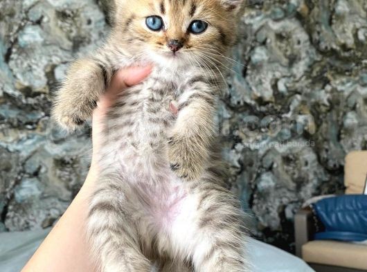 Bal Tatlısı Yavrular görsel