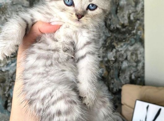 Bal Tatlısı Yavrular görsel