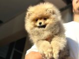 Orijinal Garantili Ayı Surat Pomeranian Bo