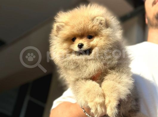 Orijinal garantili ayı surat pomeranian bo