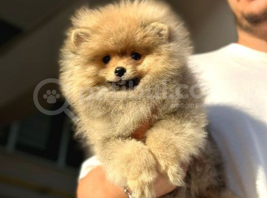 Orijinal Garantili Ayı Surat Pomeranian Bo görsel