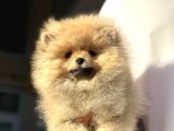 Orijinal Garantili Ayı Surat Pomeranian Bo