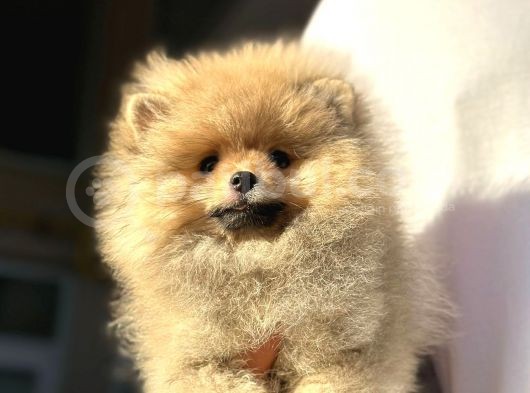 Orijinal Garantili Ayı Surat Pomeranian Bo görsel