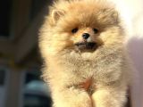 Orijinal Garantili Ayı Surat Pomeranian Bo