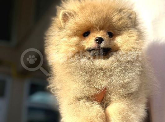 Orijinal Garantili Ayı Surat Pomeranian Bo görsel