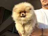 Ayıcık Surat Pomeranian Bo Yavrularımız