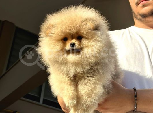 ayıcık surat pomeranian bo yavrularımız