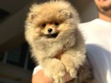Ayıcık Surat Pomeranian Bo Yavrularımız