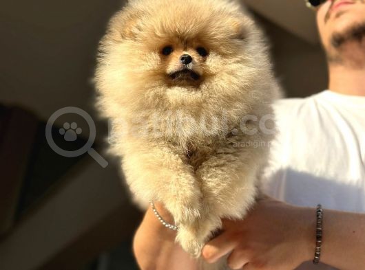 Ayıcık Surat Pomeranian Bo Yavrularımız görsel