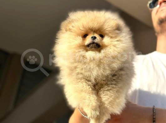 Ayıcık Surat Pomeranian Bo Yavrularımız görsel