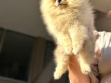 Ayıcık Surat Orijinal Scrli Pomeranian Bo