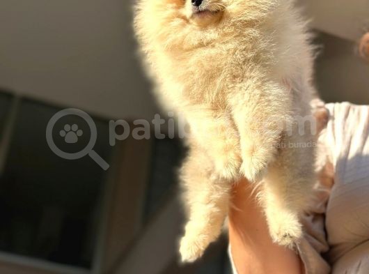 Ayıcık surat Orijinal scrli pomeranian bo