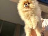 Ayıcık Surat Orijinal Scrli Pomeranian Bo