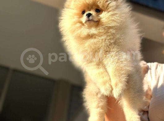 Ayıcık Surat Orijinal Scrli Pomeranian Bo görsel