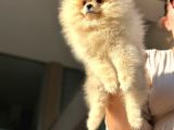 Ayıcık Surat Orijinal Scrli Pomeranian Bo