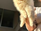 Ayıcık Surat Orijinal Scrli Pomeranian Bo
