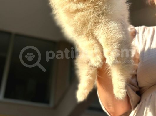 Ayıcık Surat Orijinal Scrli Pomeranian Bo görsel