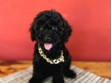 Si̇yah İnci̇ Toy Poodle Yavrularimiz
