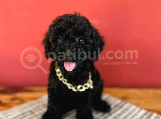 Si̇yah İnci̇ Toy Poodle Yavrularimiz görsel