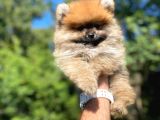 Orji̇nal Pomerani̇an Yavrumuz