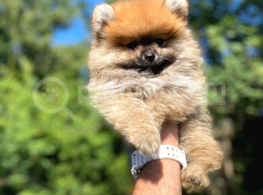 Orji̇nal Pomerani̇an Yavrumuz görsel