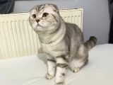 Socttish Fold oğluma eş arıyorum