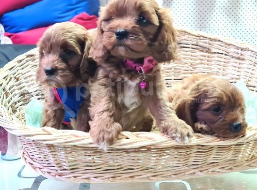 Köpekçi̇ftli̇ği̇ Cavapoo Yavrular Ücretsi̇zdeği̇ldi̇r görsel