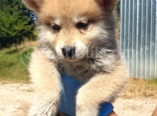 Irkinin En İyi̇si̇ Akita Yavrular görsel