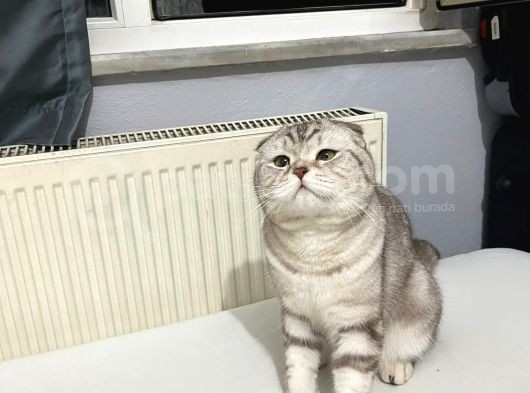 Socttish Fold Oğluma Eş Arıyorum görsel