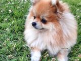 1 Yaşında Pomerian Yavrularımız Dişi Ve Erkek