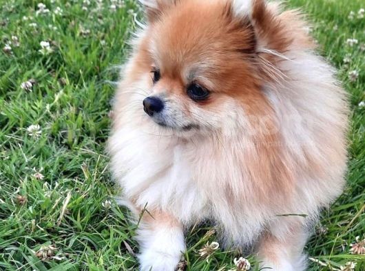 1 Yaşında Pomerian Yavrularımız Dişi Ve Erkek görsel