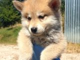 IRKININ EN İYİSİ AKITA YAVRULAR