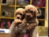 RED TOY POODLE YAVRULARIM TESLİME HAZIR