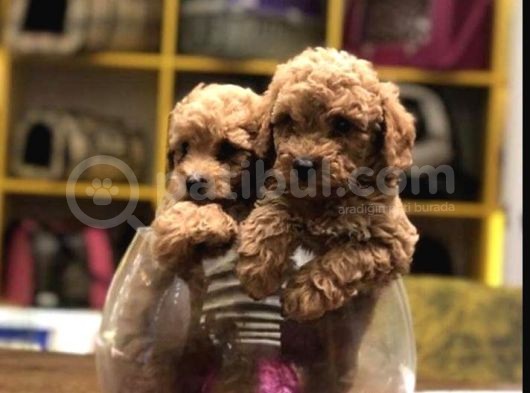 Red Toy Poodle Yavrularim Tesli̇me Hazir