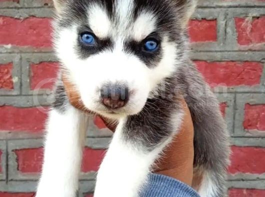 Husky Yavrular Tesli̇me Hazir