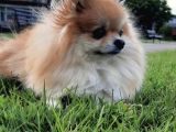 1 Yaşında Pomerian Yavrularımız Dişi Ve Erkek