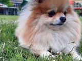 1 Yaşında Pomerian Yavrularımız Dişi Ve Erkek